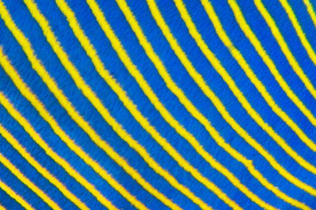 Thumbnail for original image