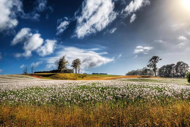 Thumbnail for original image