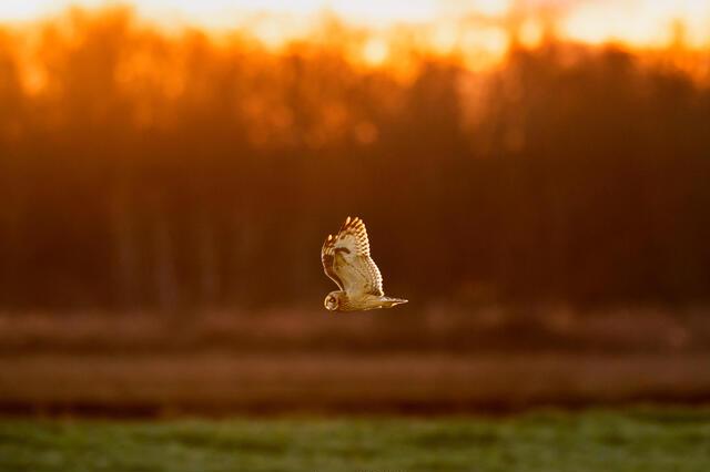 Thumbnail for original image