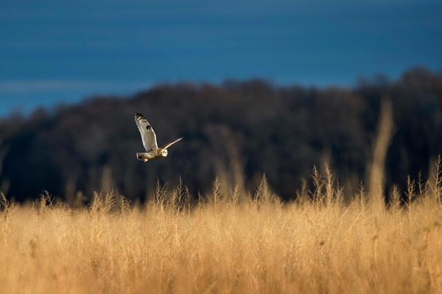 Thumbnail for original image