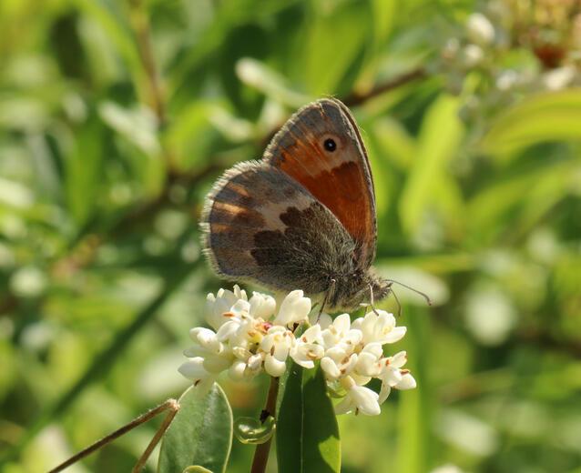 Thumbnail for original image