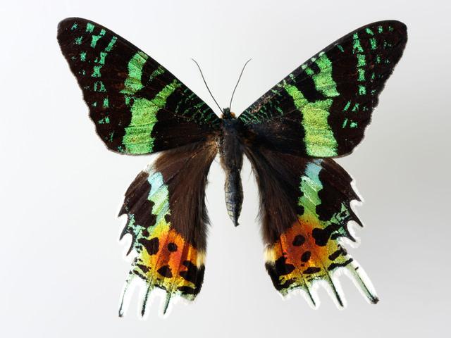 Thumbnail for original image