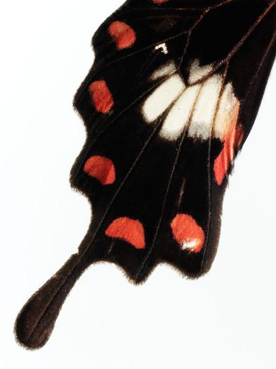 Thumbnail for original image