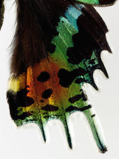 Thumbnail for original image