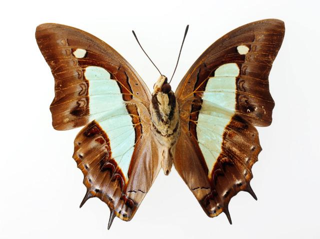 Thumbnail for original image