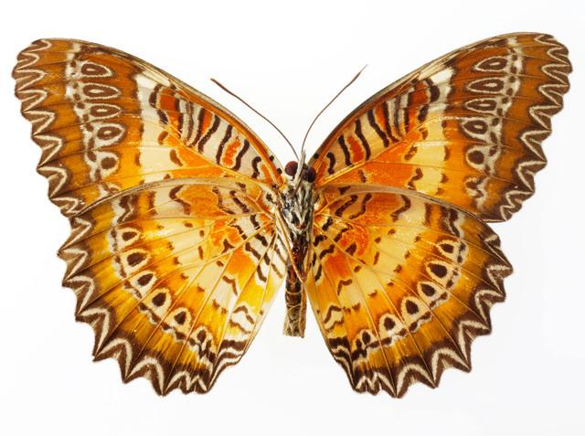 Thumbnail for original image