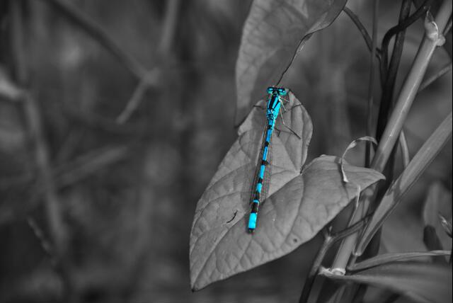 Thumbnail for original image