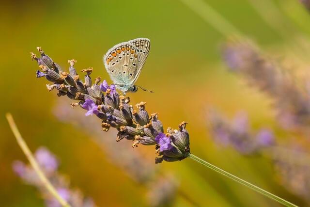 Thumbnail for original image