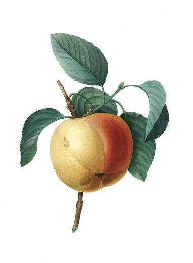 Thumbnail for original image