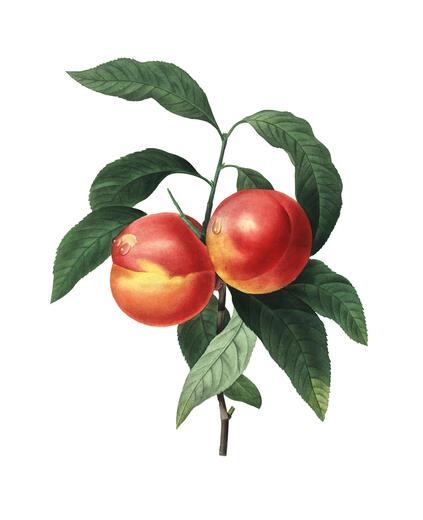 Thumbnail for original image