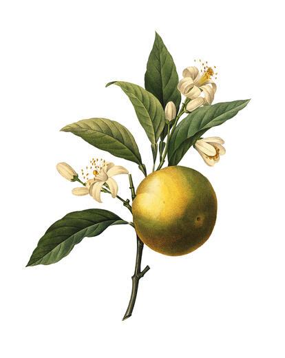 Thumbnail for original image