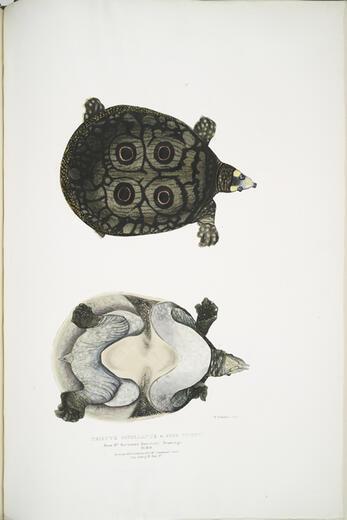 Thumbnail for original image