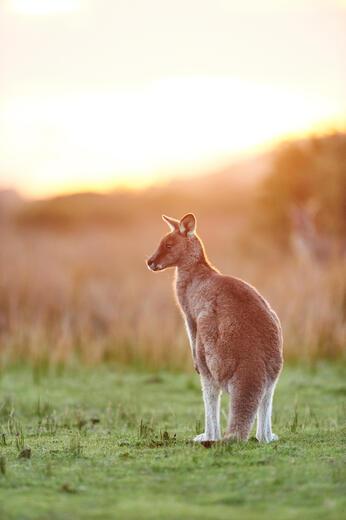 Thumbnail for original image