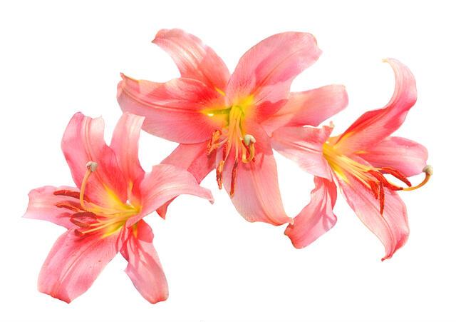 Thumbnail for original image