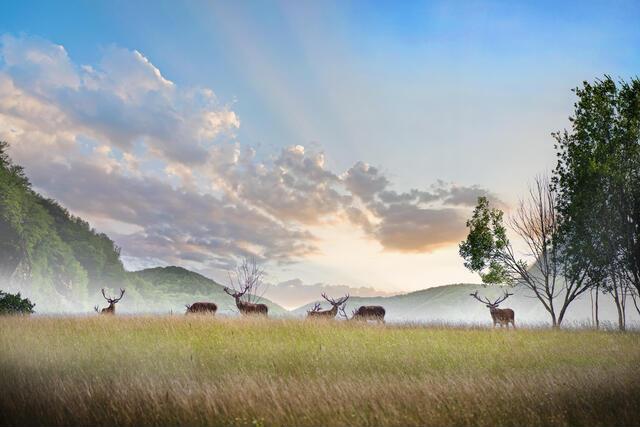 Thumbnail for original image