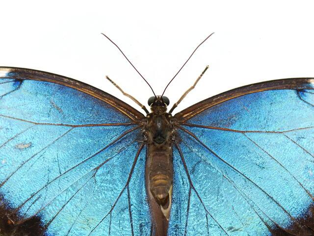 Thumbnail for original image