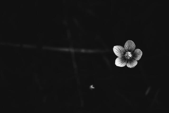 Thumbnail for original image