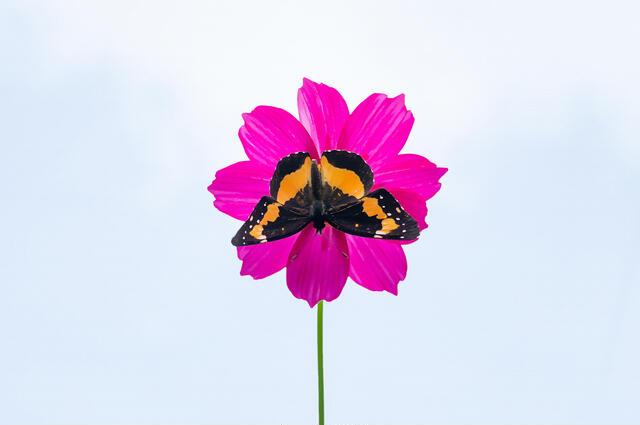 Thumbnail for original image