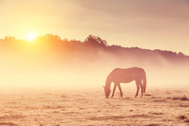 Thumbnail for original image