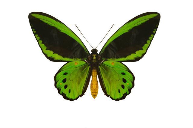 Thumbnail for original image