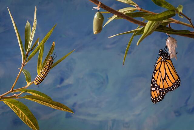 Thumbnail for original image