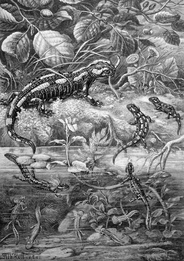 Thumbnail for original image