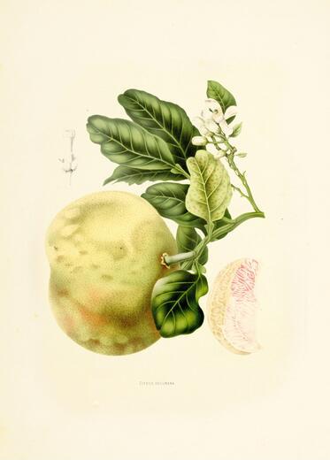 Thumbnail for original image