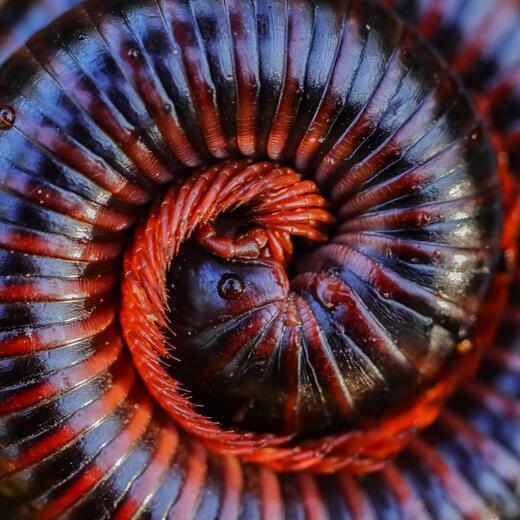 Thumbnail for original image