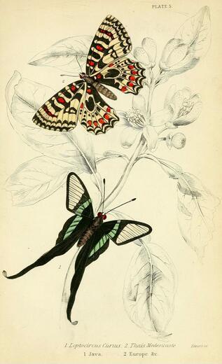 Thumbnail for original image