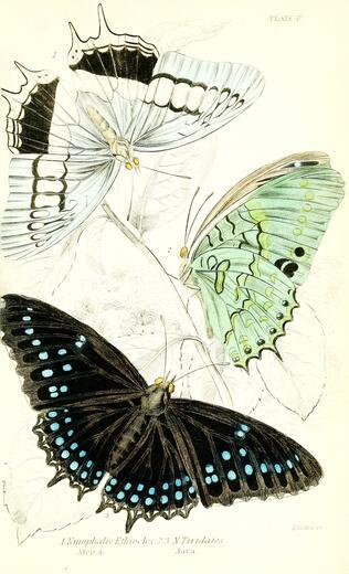 Thumbnail for original image