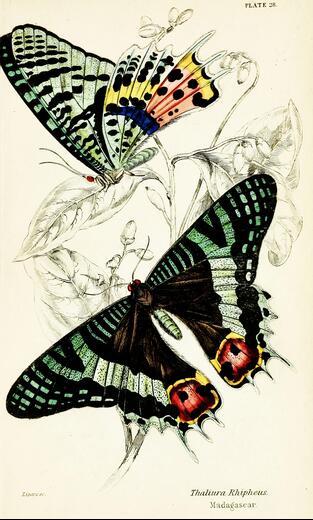 Thumbnail for original image