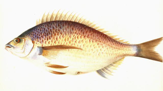 Thumbnail for original image