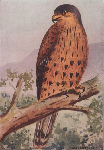 Thumbnail for original image