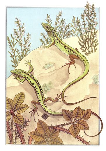Thumbnail for original image