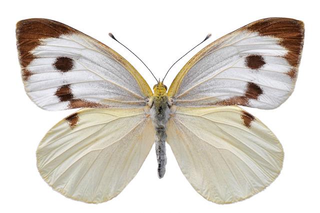 Thumbnail for original image