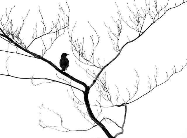 Thumbnail for original image