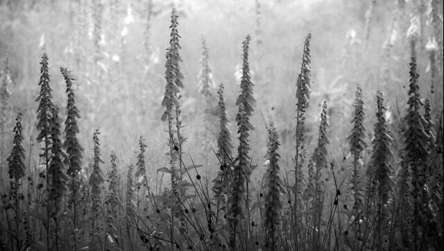 Thumbnail for original image