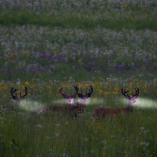 Thumbnail for original image