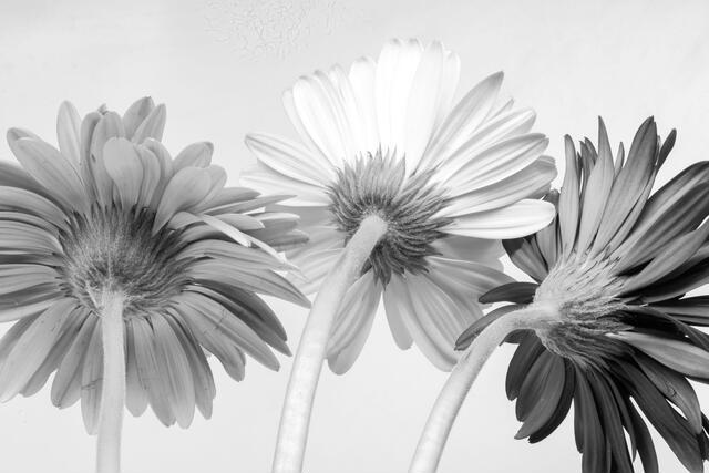 Thumbnail for original image