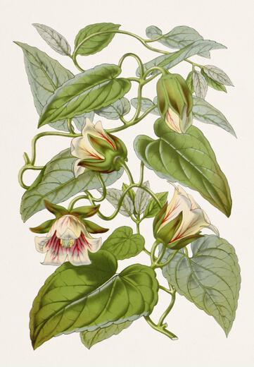 Thumbnail for original image