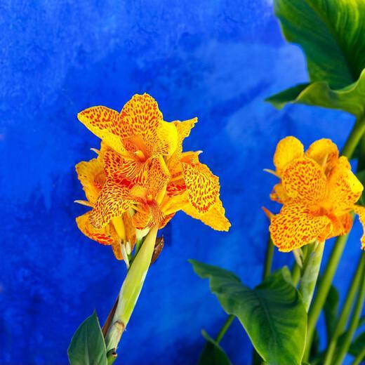 Thumbnail for original image