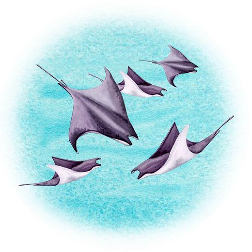Thumbnail for original image