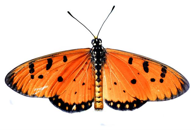 Thumbnail for original image