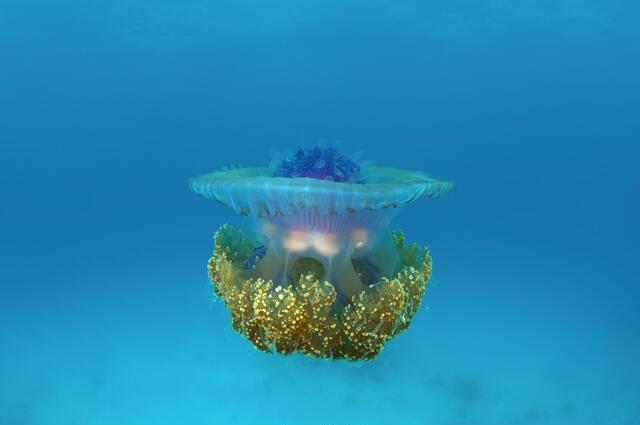 Thumbnail for original image